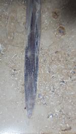 Hibolithes sp. (MONTFORT 1808) - Bild &copy; FossNet FossilienStore